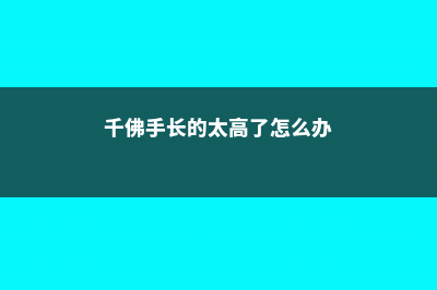 千佛手徒长怎么办 (千佛手长的太高了怎么办)