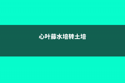 水培心叶藤能转土培吗？具体方法看这里！ (心叶藤水培转土培)