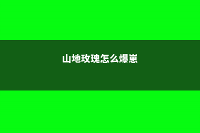 山地玫瑰怎么爆盆 (山地玫瑰怎么爆崽)