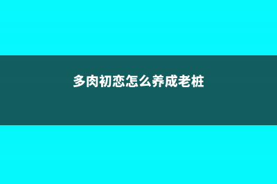 多肉初恋怎么养爆盆 (多肉初恋怎么养成老桩)