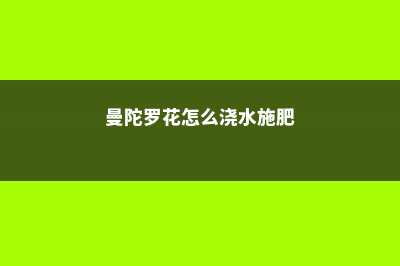 曼陀罗花怎么浇水？春夏秋冬各不同！ (曼陀罗花怎么浇水施肥)