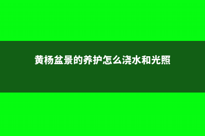 黄杨盆景怎么促芽 (黄杨盆景的养护怎么浇水和光照)