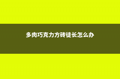 多肉巧克力方砖怎么砍头 (多肉巧克力方砖徒长怎么办)