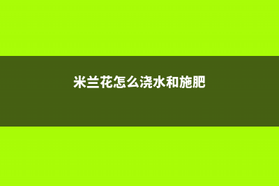 米兰花怎么浇水，这样浇就是比别人的香！ (米兰花怎么浇水和施肥)