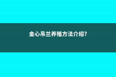 金心吊兰的养殖方法及注意事项 (金心吊兰养殖方法介绍?)