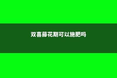 双喜藤怎么施肥 (双喜藤花期可以施肥吗)