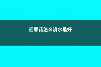 迎春花怎么浇水 (迎春花怎么浇水最好)