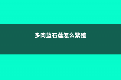 多肉蓝石莲怎么长得快？ (多肉蓝石莲怎么繁殖)