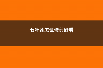 七叶莲怎么修剪 (七叶莲怎么修剪好看)