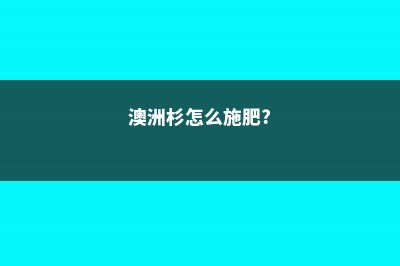 澳洲杉怎么施肥 (澳洲杉怎么施肥?)