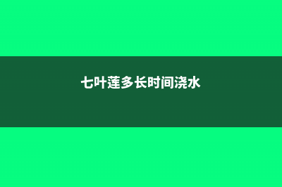 七叶莲怎么浇水 (七叶莲多长时间浇水)