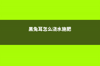 黑兔耳怎么浇水？这样浇才正确！ (黑兔耳怎么浇水施肥)