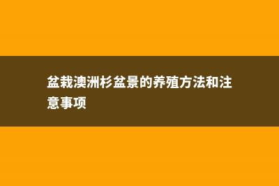 盆栽澳洲杉怎么浇水 (盆栽澳洲杉盆景的养殖方法和注意事项)