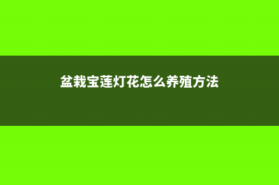 盆栽宝莲灯怎么施肥？操作细节需注意！ (盆栽宝莲灯花怎么养殖方法)