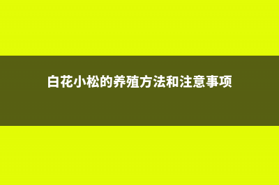 多肉白花小松如何繁殖 (白花小松的养殖方法和注意事项)