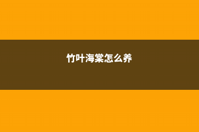 竹叶海棠怎么矮化 (竹叶海棠怎么养)