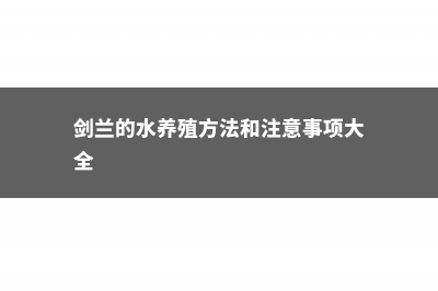 剑兰怎么水养 (剑兰的水养殖方法和注意事项大全)