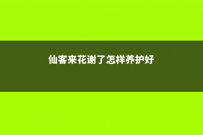 仙客来花谢了怎么处理 (仙客来花谢了怎样养护好)