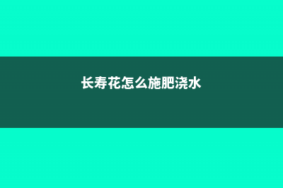 长寿花怎么施肥？做好这三点营养吸收好！ (长寿花怎么施肥浇水)