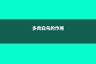 多肉白鸟怎么养长的快？注意这四点长超快！ (多肉白鸟的作用)