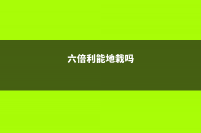 六倍利怎么施肥 (六倍利能地栽吗)