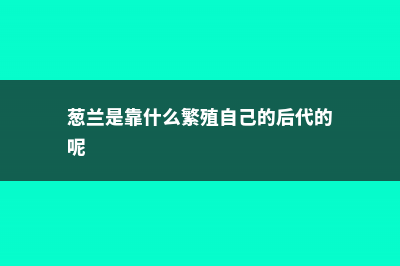 葱兰的繁殖方法，这方法又快又健康！ (葱兰是靠什么繁殖自己的后代的呢)