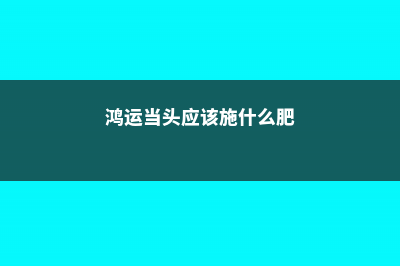 鸿运当头如何施肥？ (鸿运当头应该施什么肥)