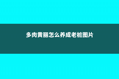 多肉黄丽怎么养变色快 (多肉黄丽怎么养成老桩图片)