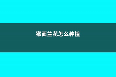 猴面花怎么过冬 (猴面兰花怎么种植)