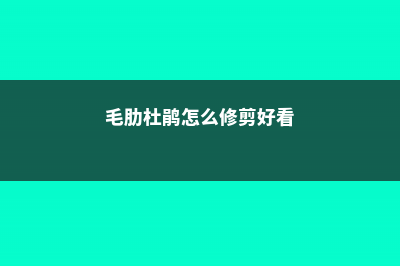 毛肋杜鹃怎么修剪 (毛肋杜鹃怎么修剪好看)