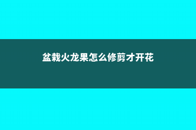 盆栽火龙果怎么浇水 (盆栽火龙果怎么修剪才开花)