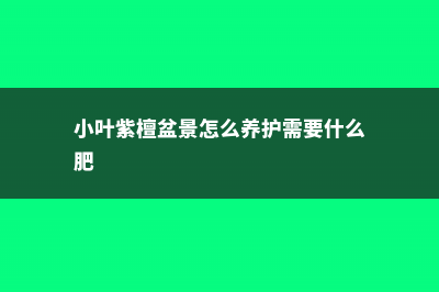 小叶紫檀怎么施肥 (小叶紫檀盆景怎么养护需要什么肥)