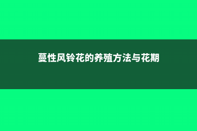 蔓性风铃花的养殖方法 (蔓性风铃花的养殖方法与花期)