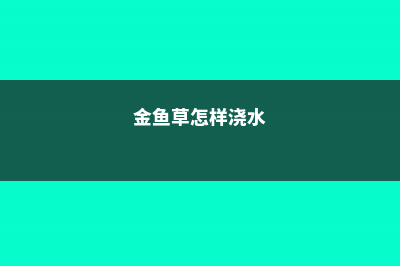 金鱼草怎么浇水，操作方法很重要！ (金鱼草怎样浇水)