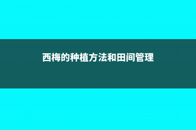 西梅的种植方法 (西梅的种植方法和田间管理)