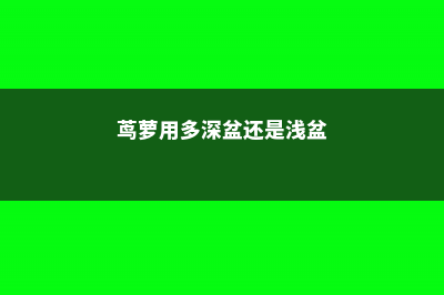 茑萝怎么施肥 (茑萝用多深盆还是浅盆)