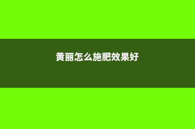 黄丽怎么施肥 (黄丽怎么施肥效果好)