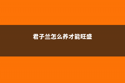 君子兰怎么养？这样养一年开花3次！ (君子兰怎么养才能旺盛)