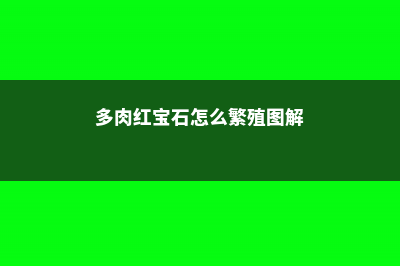 多肉红宝石怎么浇水 (多肉红宝石怎么繁殖图解)