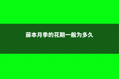 藤本月季的花期控制 (藤本月季的花期一般为多久)