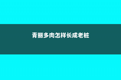 青丽怎么过冬？ (青丽多肉怎样长成老桩)