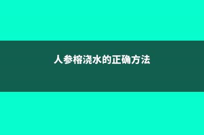 人参榕怎么浇水 (人参榕浇水的正确方法)