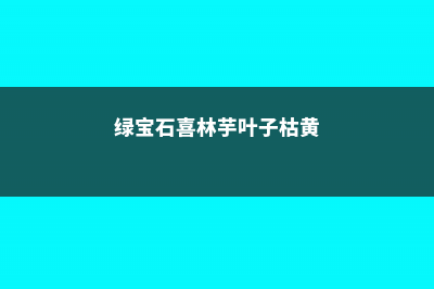 绿宝石喜林芋怎么种 (绿宝石喜林芋叶子枯黄)