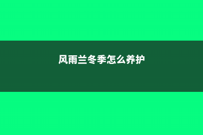 风雨兰冬季怎么养，这么养过冬没问题！ (风雨兰冬季怎么养护)