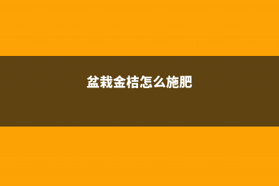 盆栽金桔怎么施肥 (盆栽金桔怎么施肥)