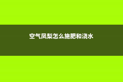 空气凤梨怎么施肥 (空气凤梨怎么施肥和浇水)