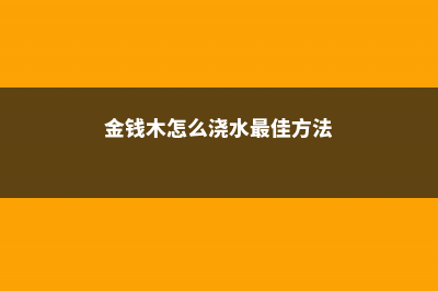 金钱木怎么浇水，这样浇水长势好！ (金钱木怎么浇水最佳方法)