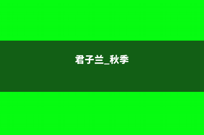 君子兰秋天这样养，长的超快，一年窜了3对叶！ (君子兰 秋季)