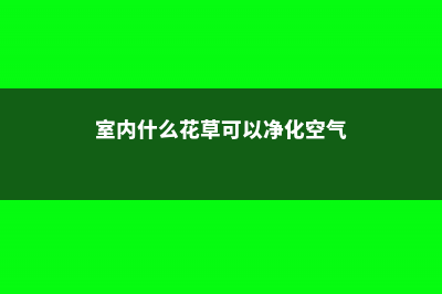 24种花专除室内污染，多活10年不是事儿！ (室内什么花草可以净化空气)