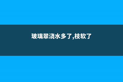 玻璃翠怎么浇水？注意这四点！ (玻璃翠浇水多了,枝软了)